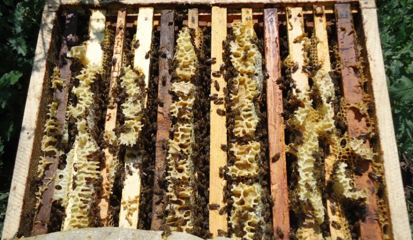 Вулик з бджолами