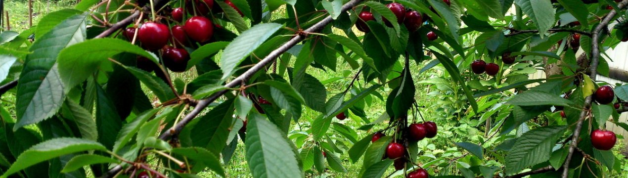 Коли починає плодоносити черешня