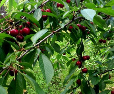 Коли починає плодоносити черешня