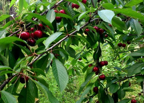Коли починає плодоносити черешня