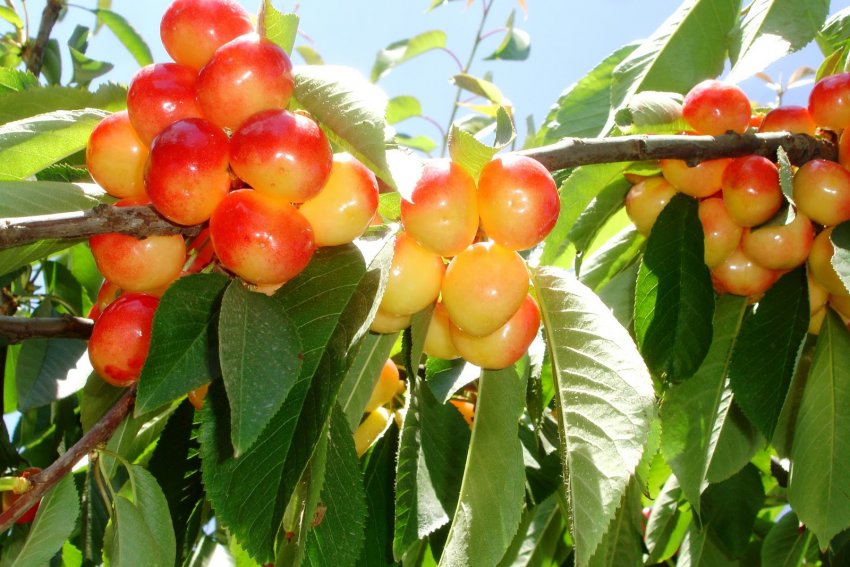 Рання черешня Рання черешня