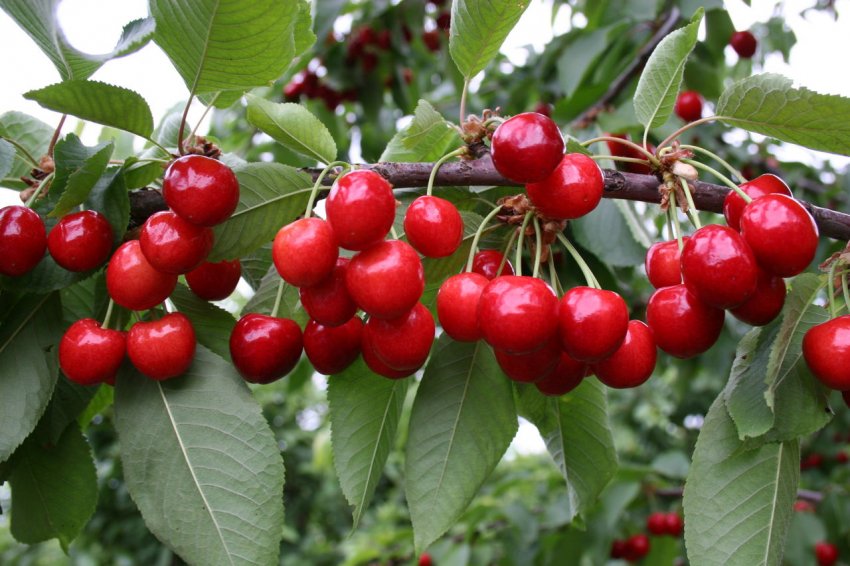 Черешня Бряночка Черешня Бряночка