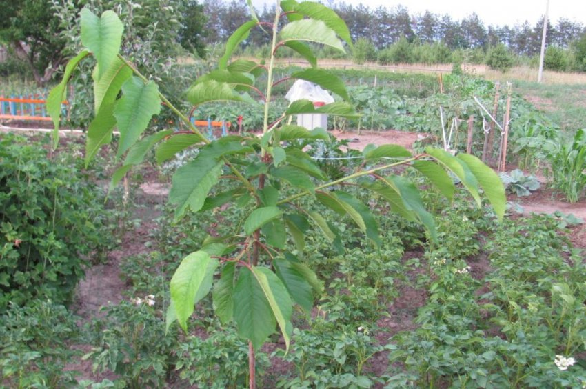 Саджанець черешні Саджанець черешні