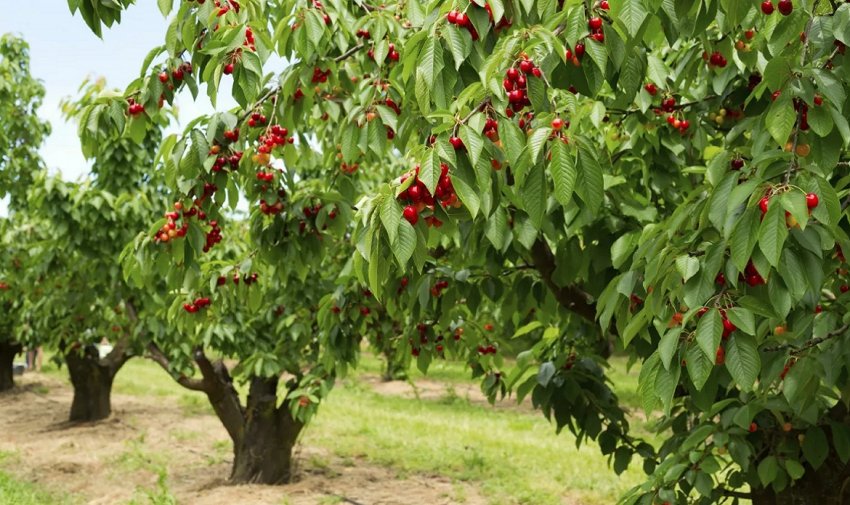 Черешневий сад Черешневий сад