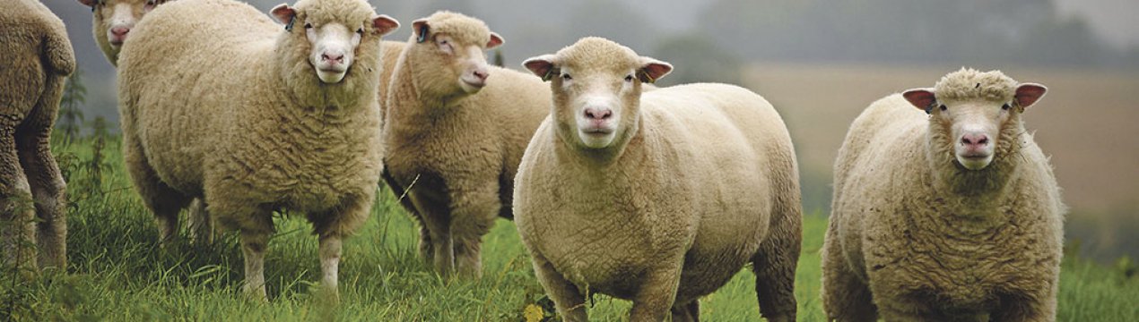 Невтішні прогнози прибутковості валлійських ферм