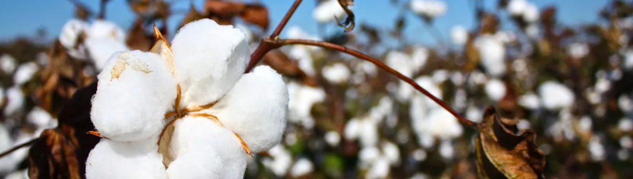 Виробник хлопкоуборочных комбайнів не встигає за зростаючим попитом бразильським