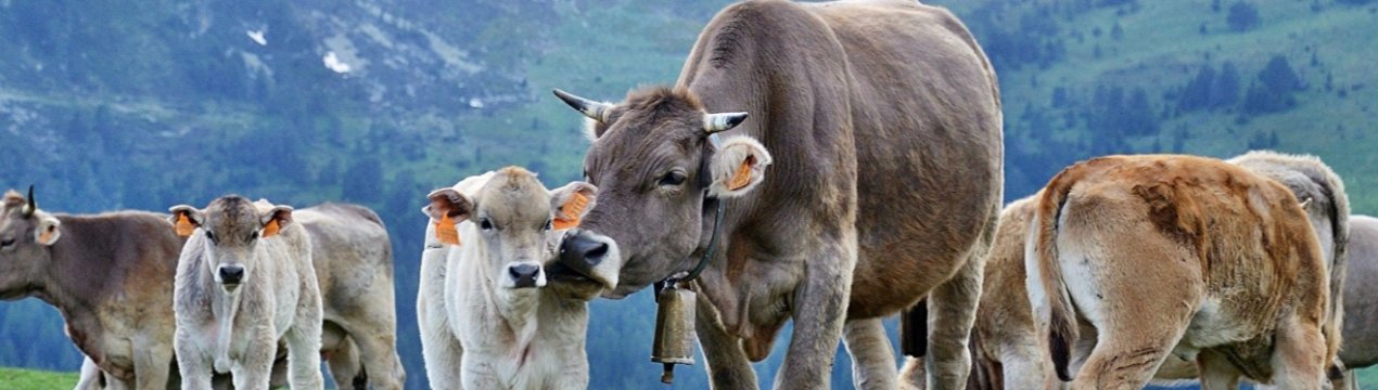 Північна Ірландія в очікуванні Чемпіонату молочних корів