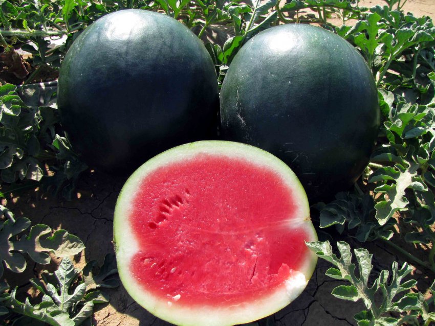 Кавун Принц Датський F1