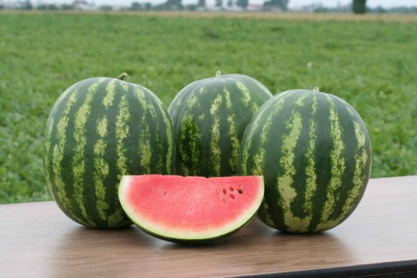 Кавун ВНИИОБ 2 F1