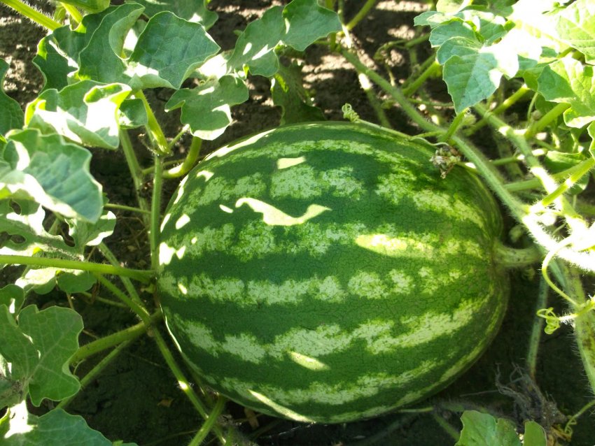 Кавун Великий цукровий