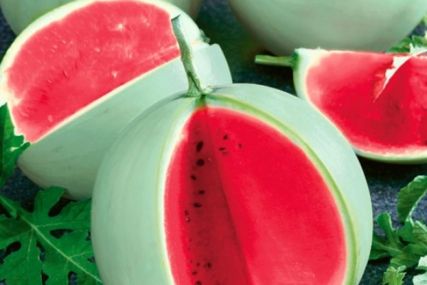 Кавун Подарунок Холодова