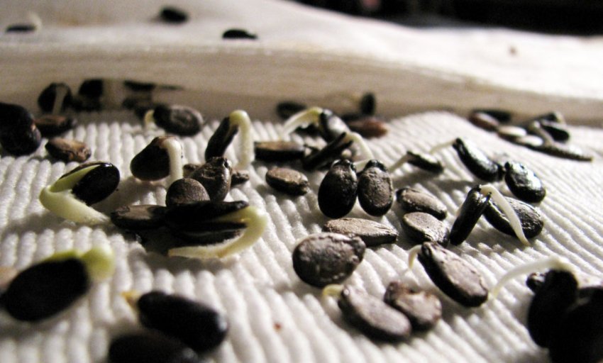 Пророслі насіння кавунів