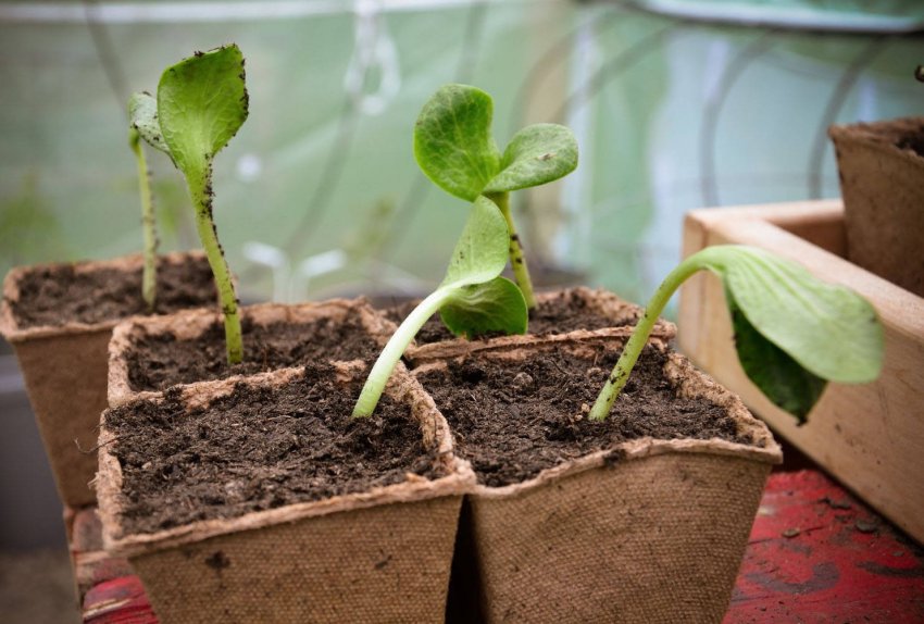 Розсада арбузов