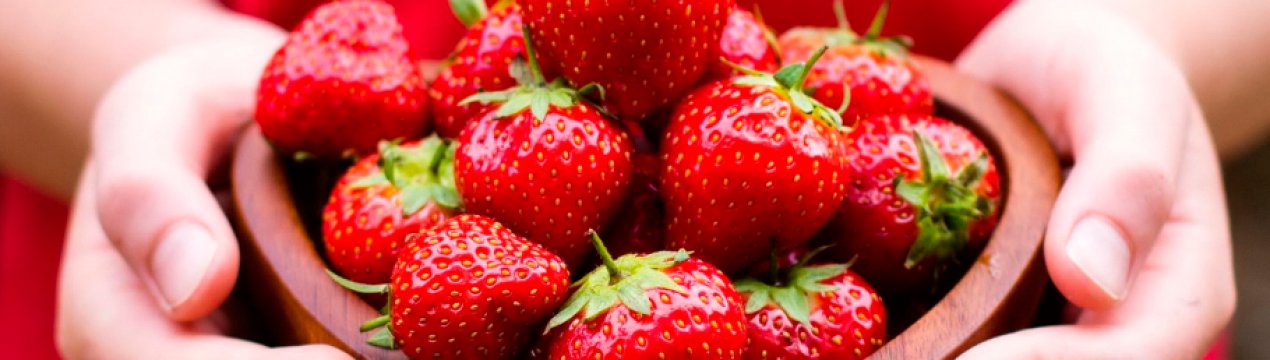 Особливості догляду та вирощування полуниці Сальса