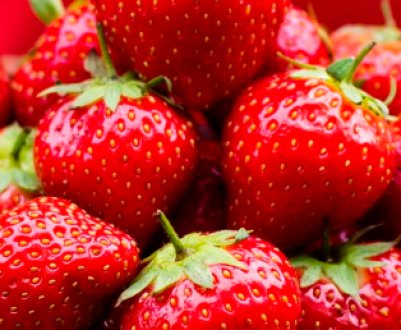 Особливості догляду та вирощування полуниці Сальса