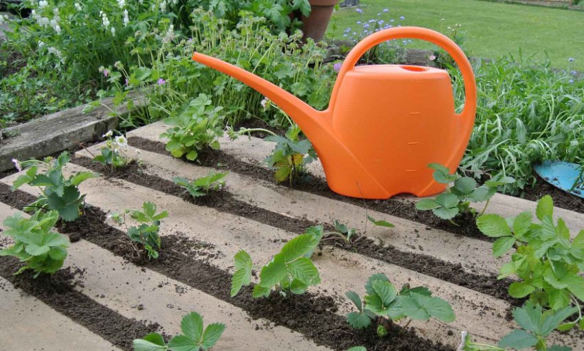 Полив полуниці