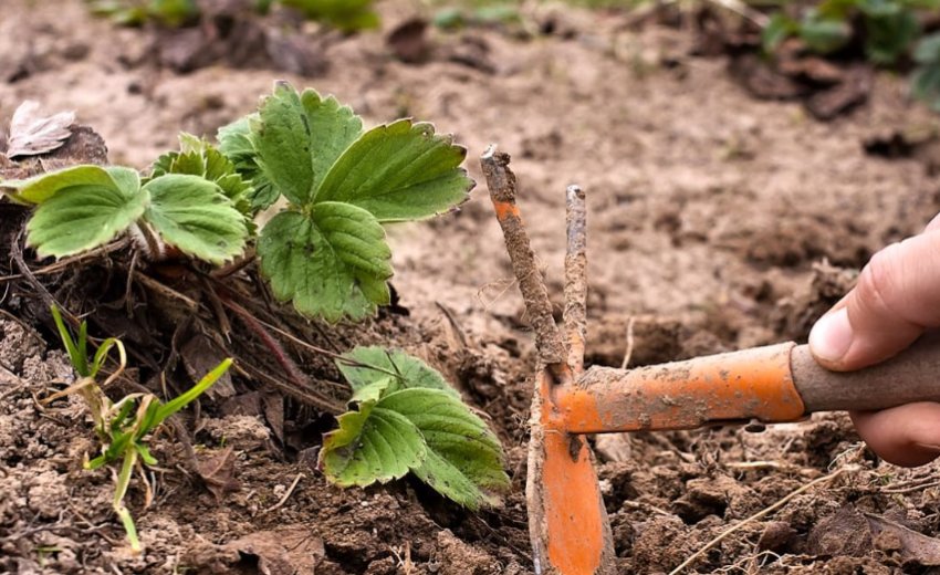 Розпушування грунту полуниці