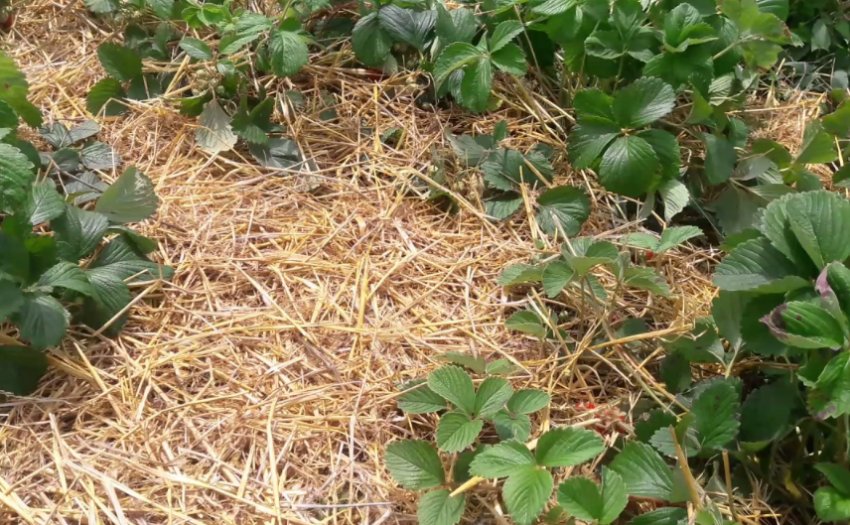 Мульчування грунту