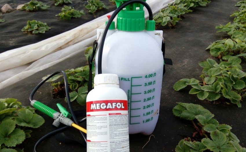 Обробка полуниці