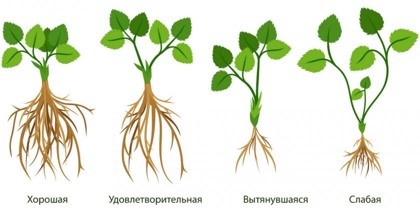 Саженцы клубники Саженцы клубники