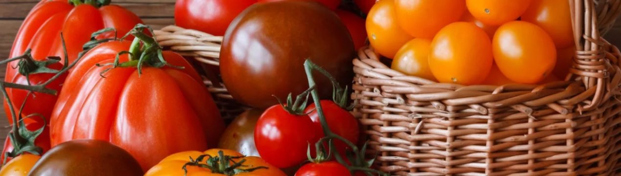 Заражені томати повернулися до Туреччини