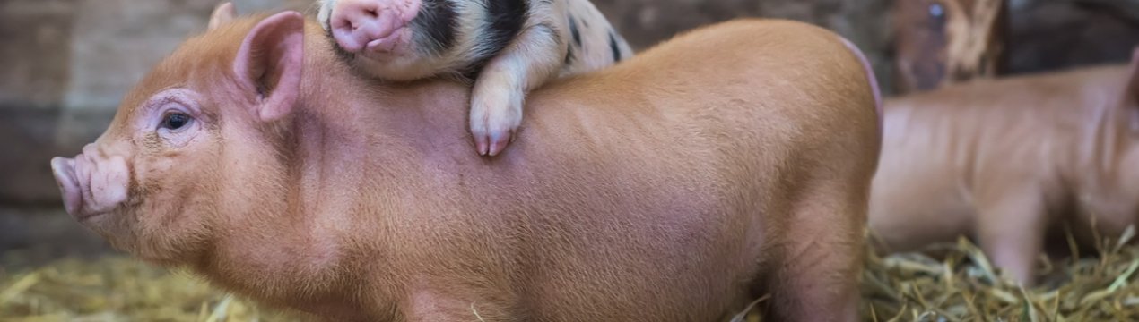 5479 свиней за рік знищили в Херсонській області через АЧС