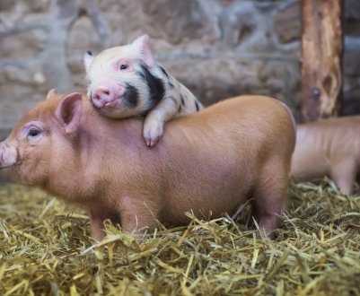 5479 свиней за рік знищили в Херсонській області через АЧС