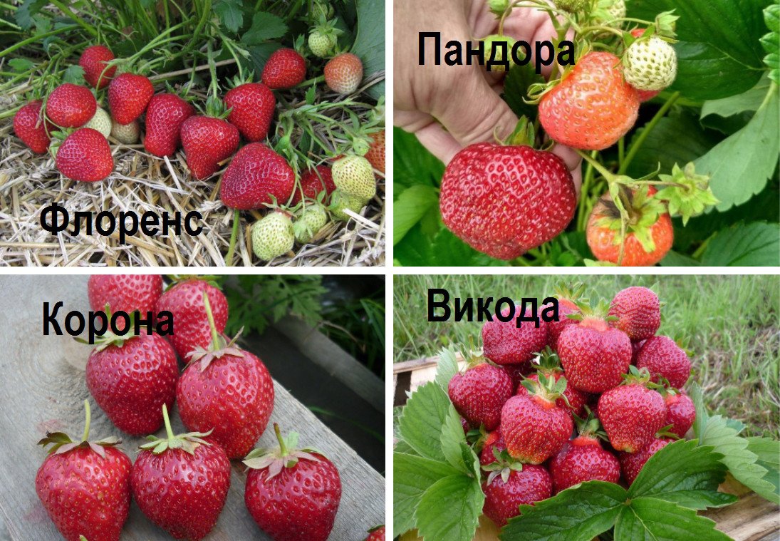 Сорт Клубники Корона Фото
