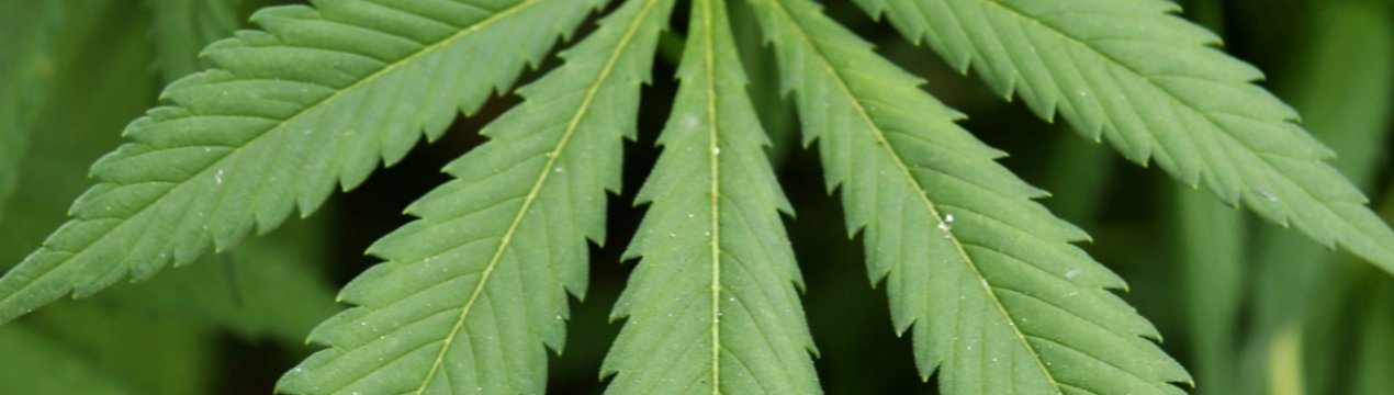 Сільськогосподарська конопляна програма Флориди