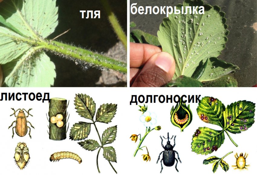 Вредители клубники описание с фотографиями