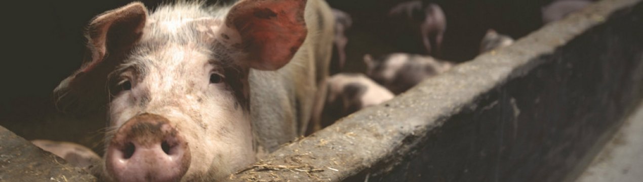 Як зробити і встановити своїми руками поїлки для свиней
