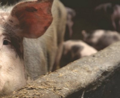 Як зробити і встановити своїми руками поїлки для свиней