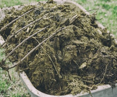 Як використовувати коров'ячий гній, як добриво