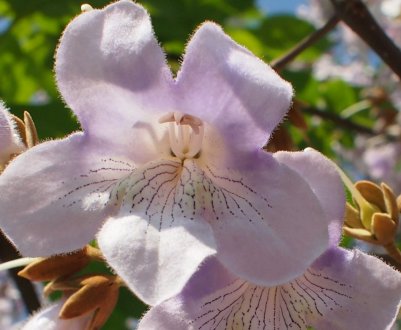 З одного гектара павловнии можна отримати до 700 кг меду