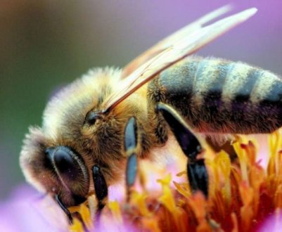 Продукти, що виробляються бджолами