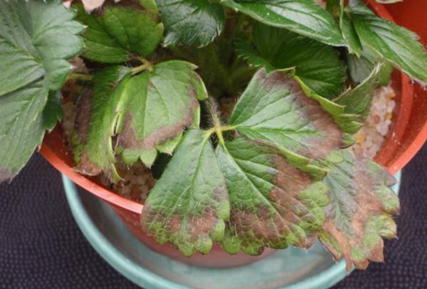 Дефіцит калію Дефіцит калію