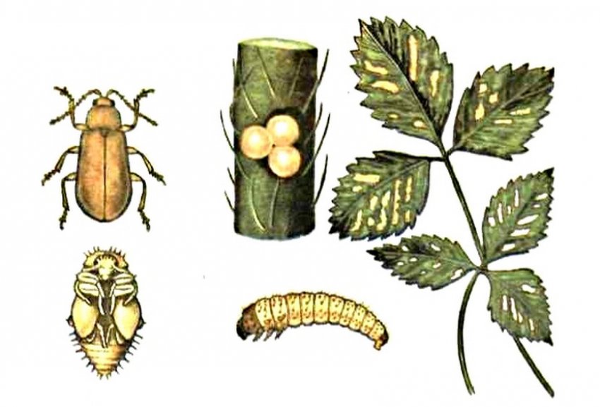 Суничний листоїд Суничний листоїд