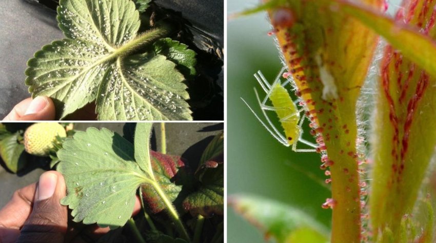 Попелиці та трипси на полуниці Попелиці та трипси на полуниці