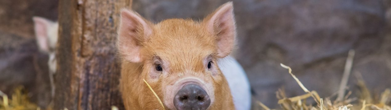Європейські компанії побудують кілька свиноферм в Україні