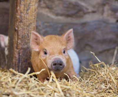 Європейські компанії побудують кілька свиноферм в Україні