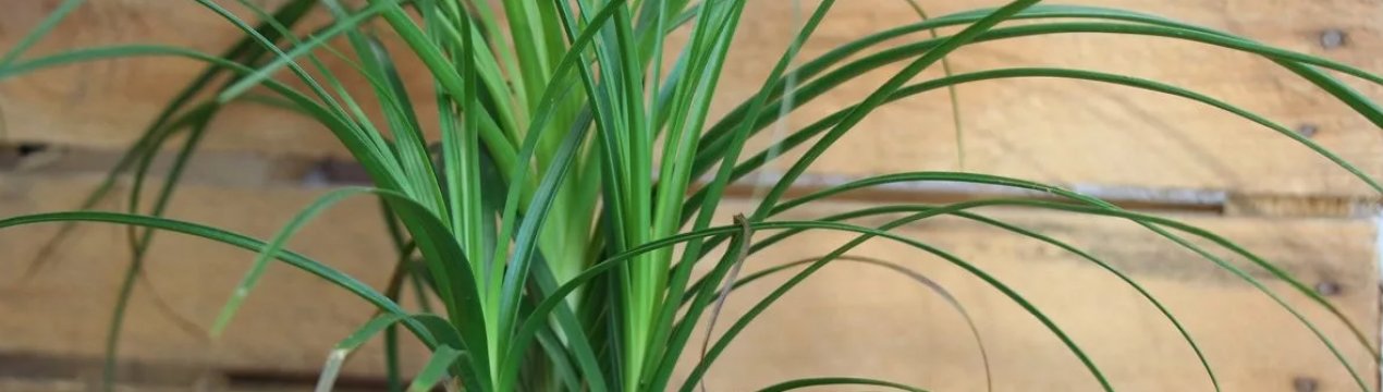 Як доглядати за бокарнеей в домашніх умовах