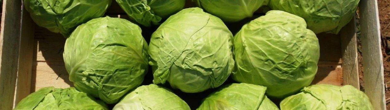 Як засолити капусту виделками на зиму?