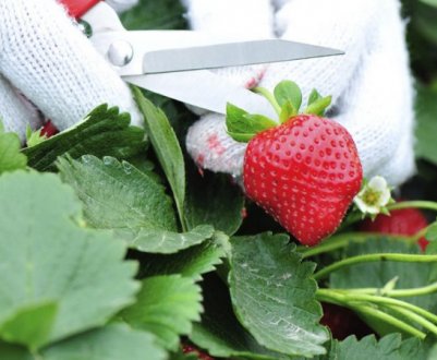 Застосування бордоської рідини при вирощуванні полуниці