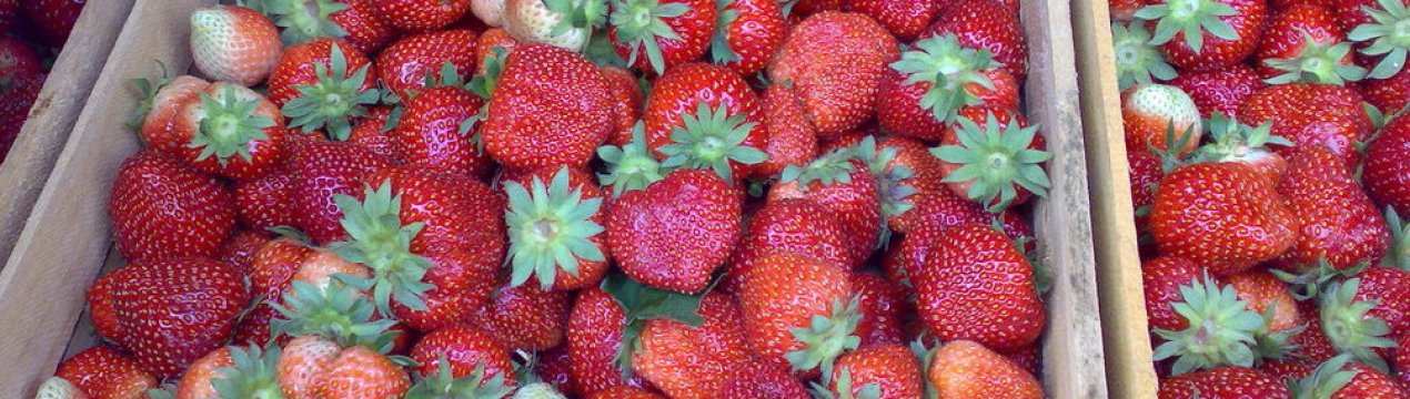 Особливості посадки і подальшого догляду за полуницею Мармеладу