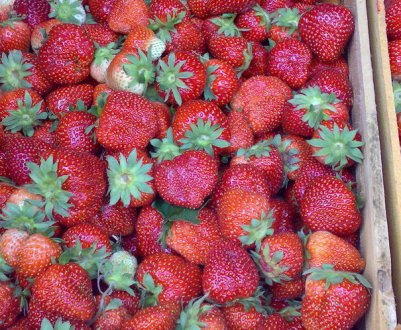 Особливості посадки і подальшого догляду за полуницею Мармеладу