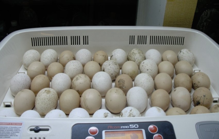 Правила інкубації Правила інкубації