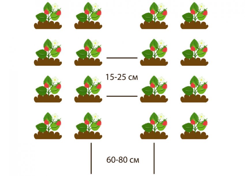 Схема рассадки клубники