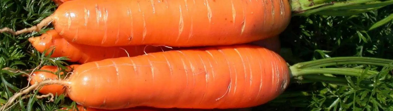 Найбільша морква