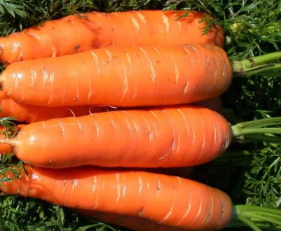 Найбільша морква