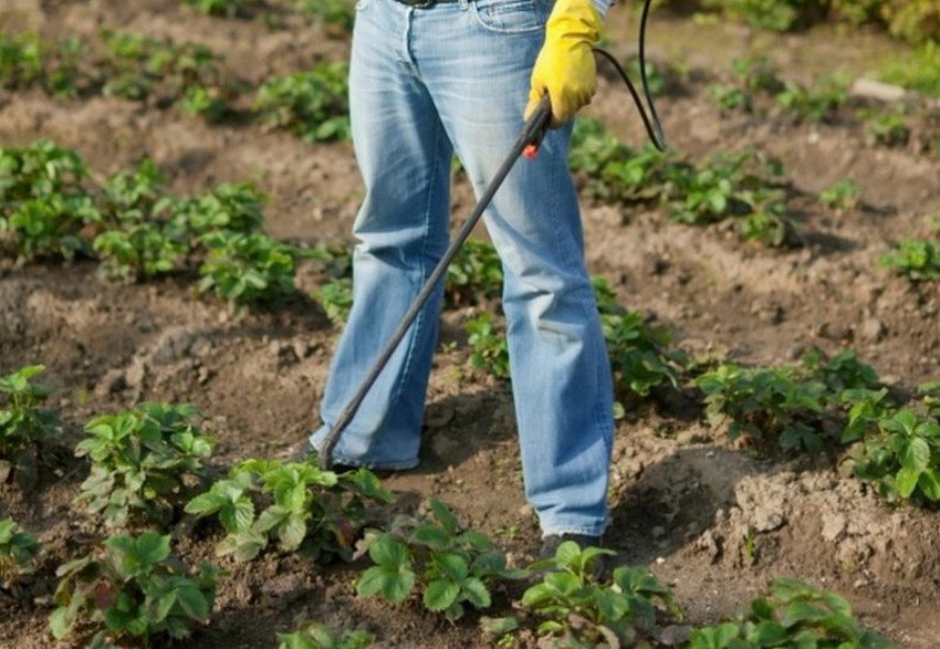 Обприскування полуниці Обприскування полуниці